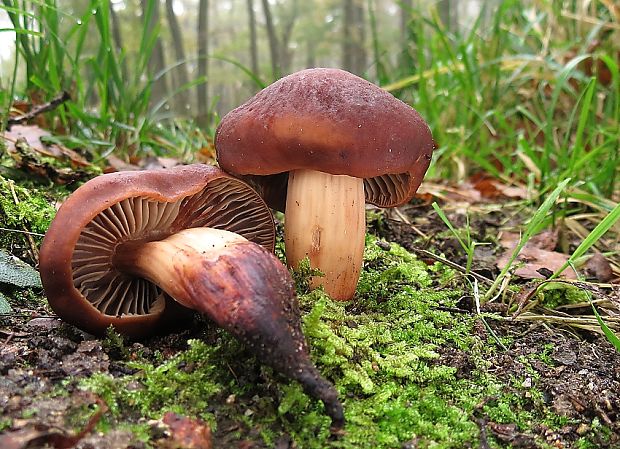 peniazovka vretenovitohlúbiková Gymnopus fusipes (Bull.) Gray