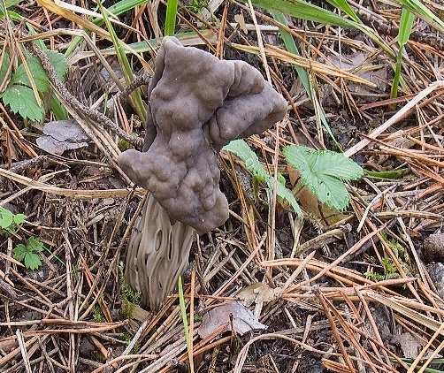 chriapač Helvella sp.