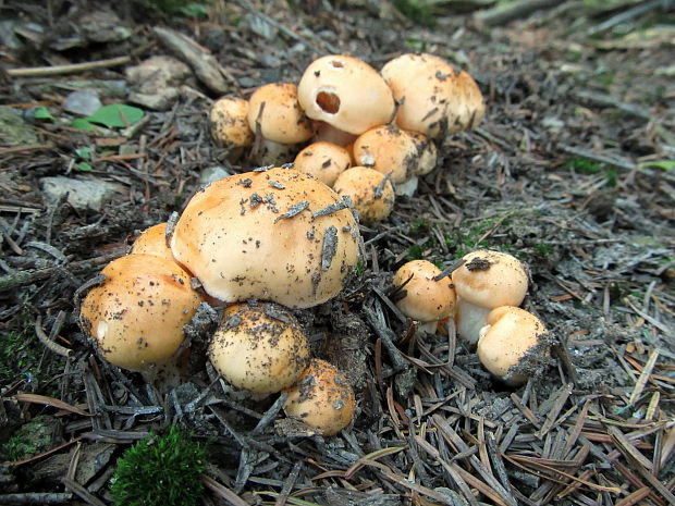 šťavnačka oranžová Hygrophorus abieticola Krieglst. ex Gröger & Bresinsky