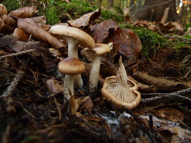 šťavnačka terčovitá Hygrophorus discoideus (Pers.) Fr.