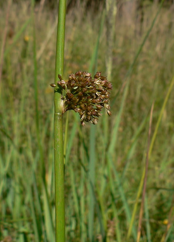 sitina rozložitá Juncus effusus L.