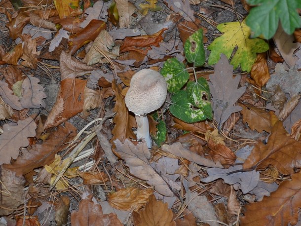 bedľa štíhla Macrolepiota mastoidea (Fr.) Singer