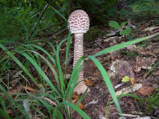 bedľa vysoká Macrolepiota procera (Scop.) Singer