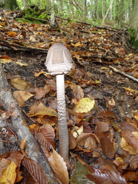 bedľa vysoká Macrolepiota procera (Scop.) Singer