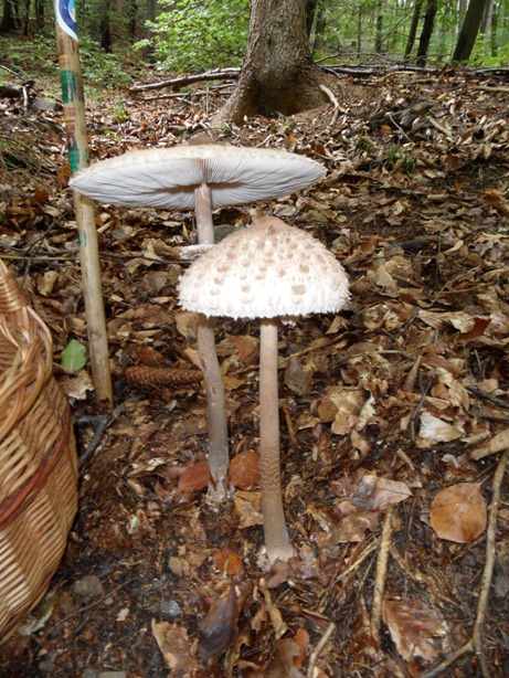 bedľa vysoká Macrolepiota procera (Scop.) Singer