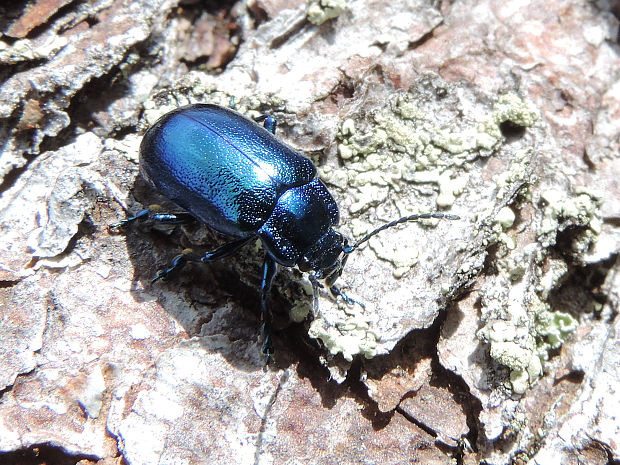 liskavka / mandelinka havezová Oreina cacaliae senecionis Schummel, 1843