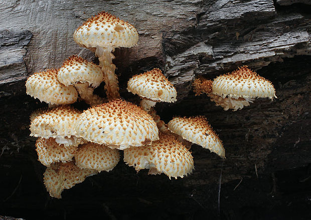 šupinovka bledookrajová Pholiota squarrosoides (Peck) Sacc.