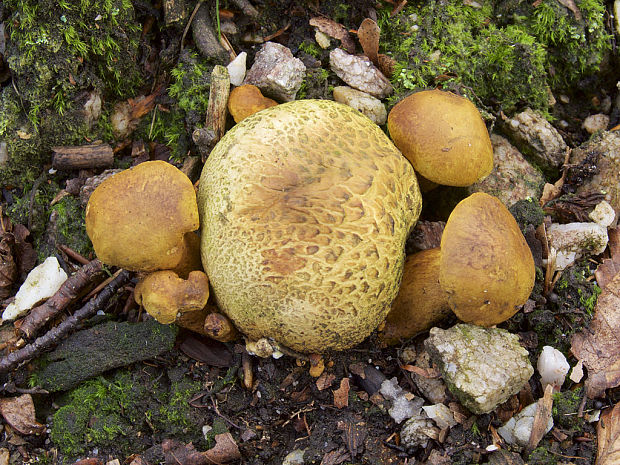 suchohríb cudzopasný Pseudoboletus parasiticus (Bull.) Šutara