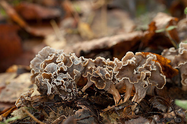 palievik kučeravý Pseudocraterellus undulatus (Pers.) Rauschert