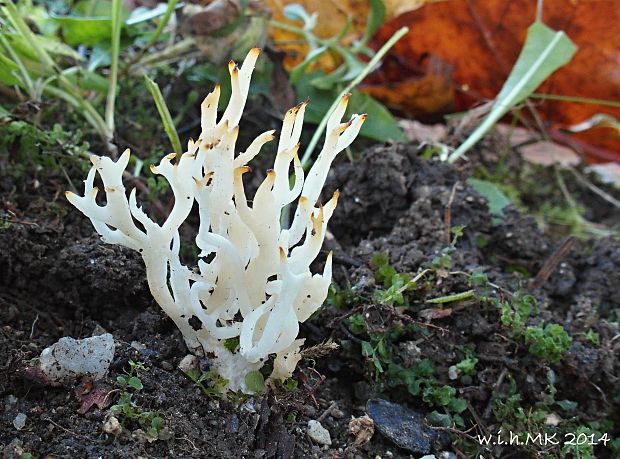 pastrapačka Kunzova Ramariopsis kunzei (Fr.) Corner