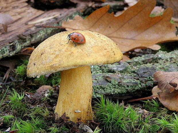 masliak strakatý Suillus variegatus (Sw.) Kuntze