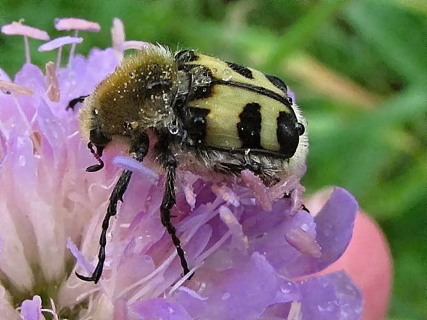 zdobenec Trichius rosaceus