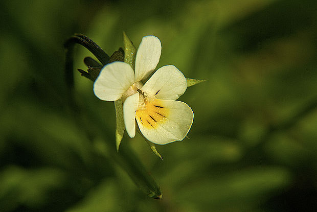 fialka roľná Viola arvensis Murray