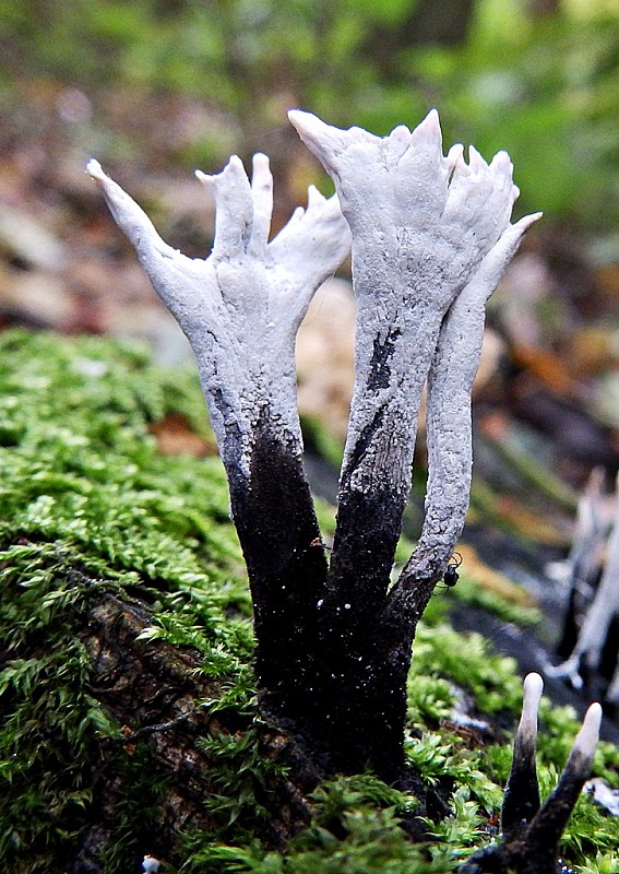 drevnatec parohatý Xylaria hypoxylon (L.) Grev.