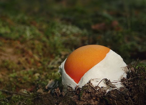 muchotrávka cisárska Amanita caesarea (Scop.) Pers.