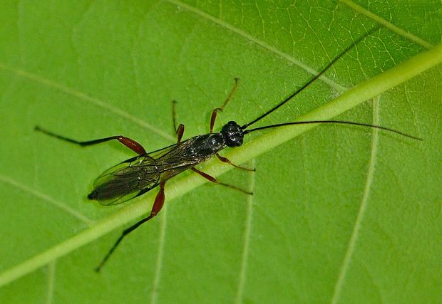 lumčík Braconidae sp.