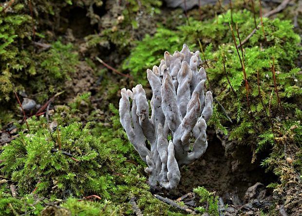 konárovka popolavá Clavulina cinerea (Bull.) J. Schröt.