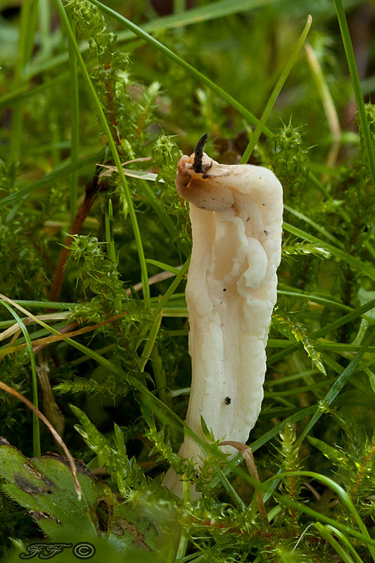 konárovka vráskavá Clavulina rugosa (Bull.) J. Schröt.