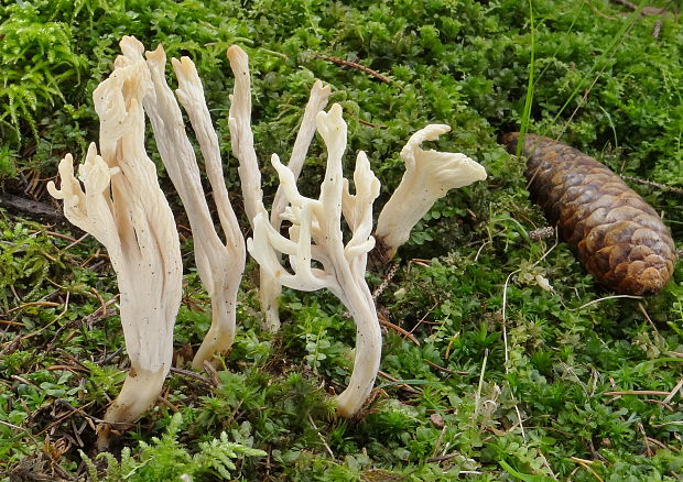 konárovka vráskavá Clavulina rugosa (Bull.) J. Schröt.