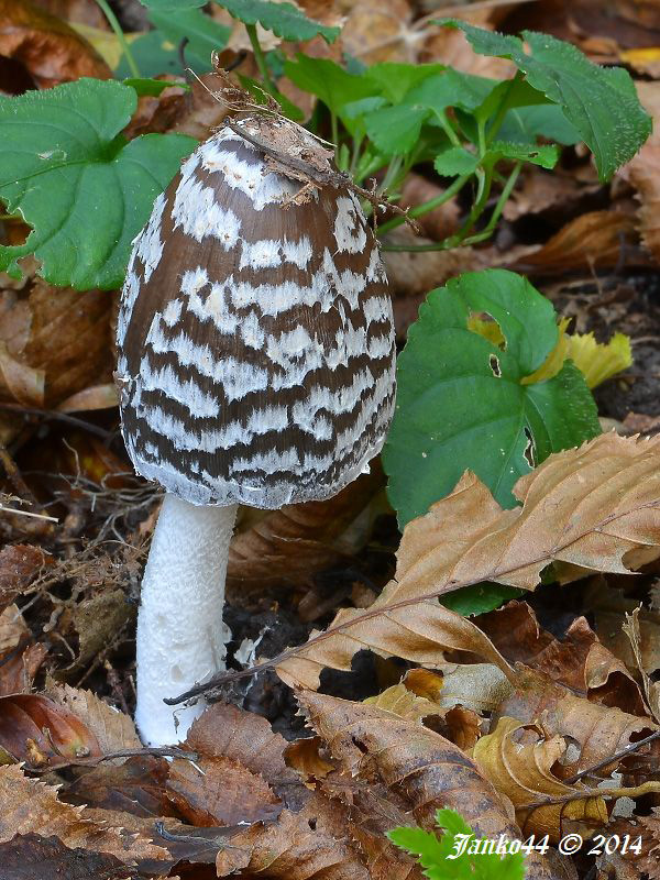 hnojník strakatý Coprinopsis picacea (Bull.) Redhead, Vilgalys & Moncalvo