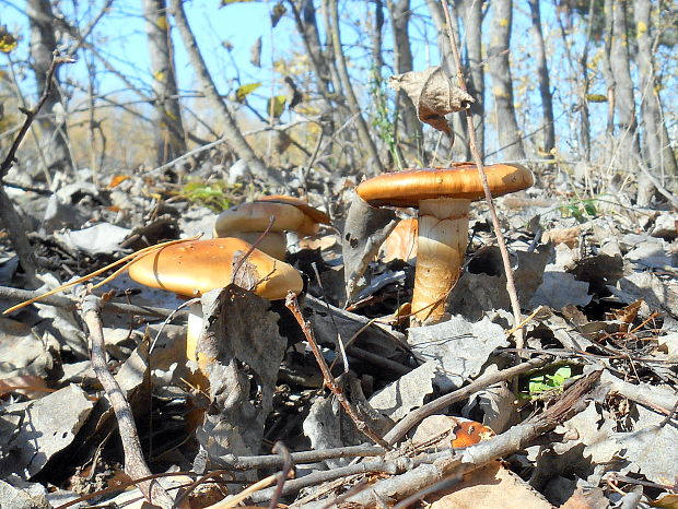 pavučinovec Cortinarius sp.