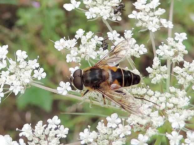 trúdovka / pestřenka Eristalis pertinax  Scopoli, 1763