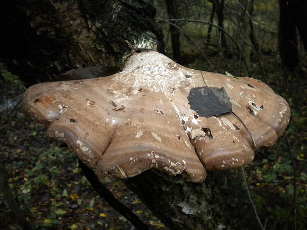 brezovník obyčajný Fomitopsis betulina (Bull.) B.K. Cui, M.L. Han & Y.C. Dai