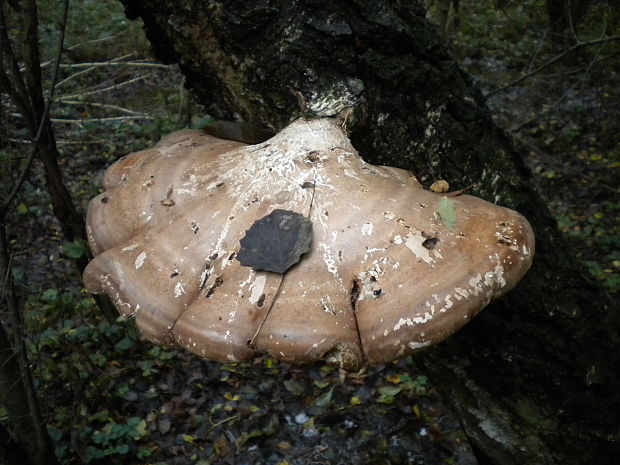 brezovník obyčajný Fomitopsis betulina (Bull.) B.K. Cui, M.L. Han & Y.C. Dai