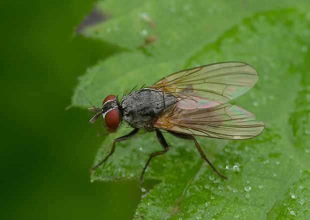 kvetárka Hydrophoria lancifer