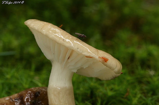 šťavnačka olivovohnedá Hygrophorus olivaceoalbus (Fr.) Fr.