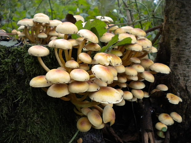 strapcovka maková Hypholoma capnoides (Fr.) P. Kumm.