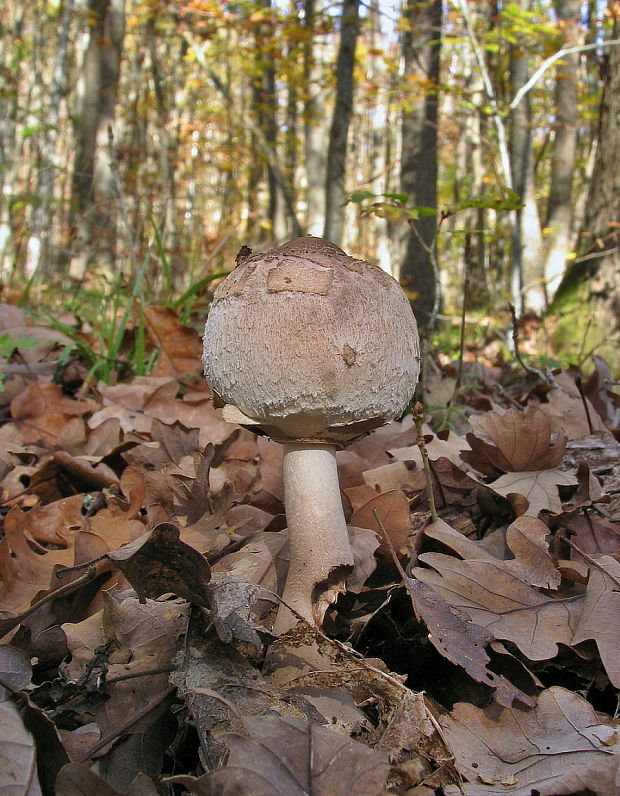 bedľa vysoká Macrolepiota procera (Scop.) Singer