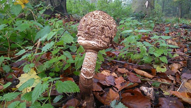 bedľa vysoká Macrolepiota procera (Scop.) Singer