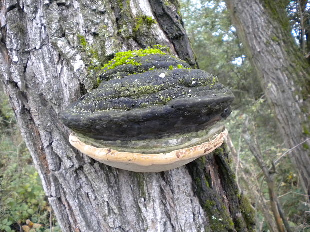 ohňovec obyčajný Phellinus igniarius (L.) Quél.