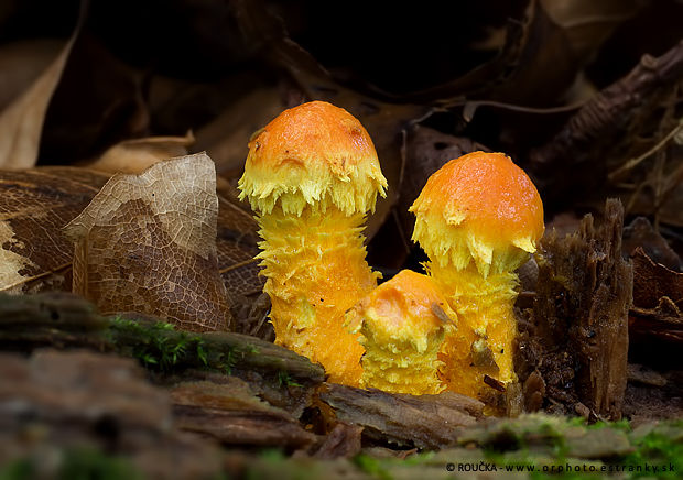 šupinovka ohnivá Pholiota flammans (Batsch) P. Kumm.