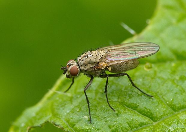 kvetárka Phorbia cf.penicillaris