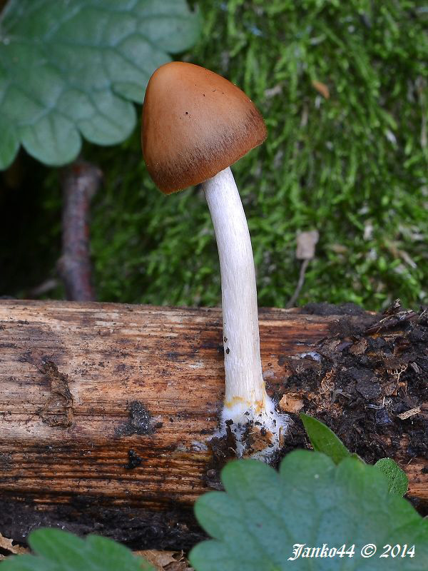 drobuľka Psathyrella sp.