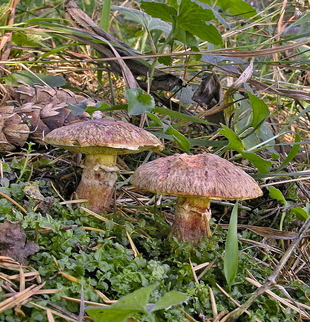 masliak duglaskový Suillus lakei (Murrill) A.H. Sm. & Thiers