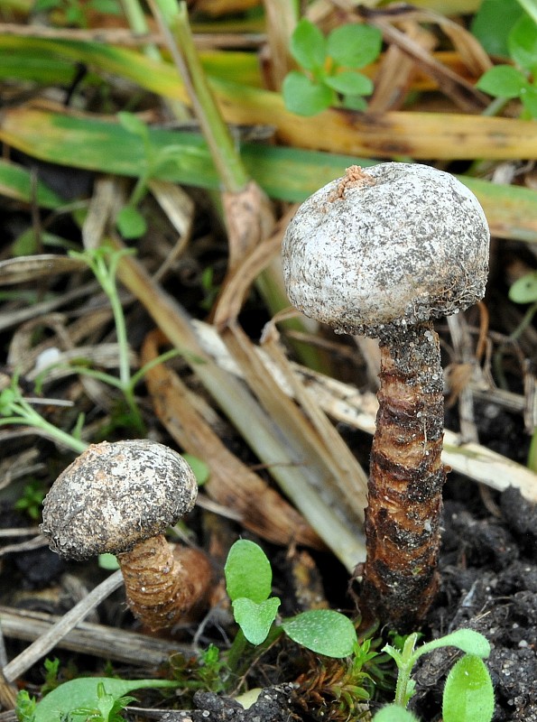 stopkovec Tulostoma winterhoffii H. Schub. & P. Specht