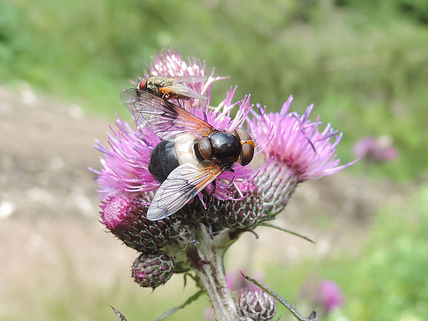 pestrica priesvitná / pestřenka prosvítavá Volucella pellucens Linnaeus, 1758