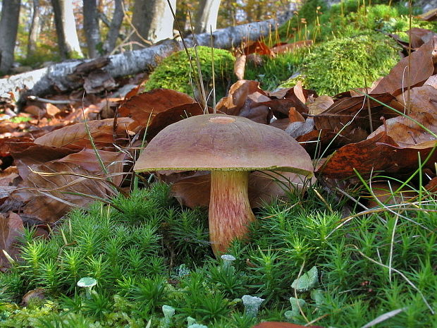 suchohríbnik zamatový Xerocomellus pruinatus (Fr. & Hök) Šutara