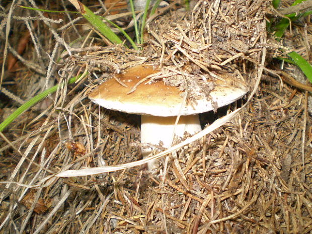 hríb smrekový Boletus edulis Bull.