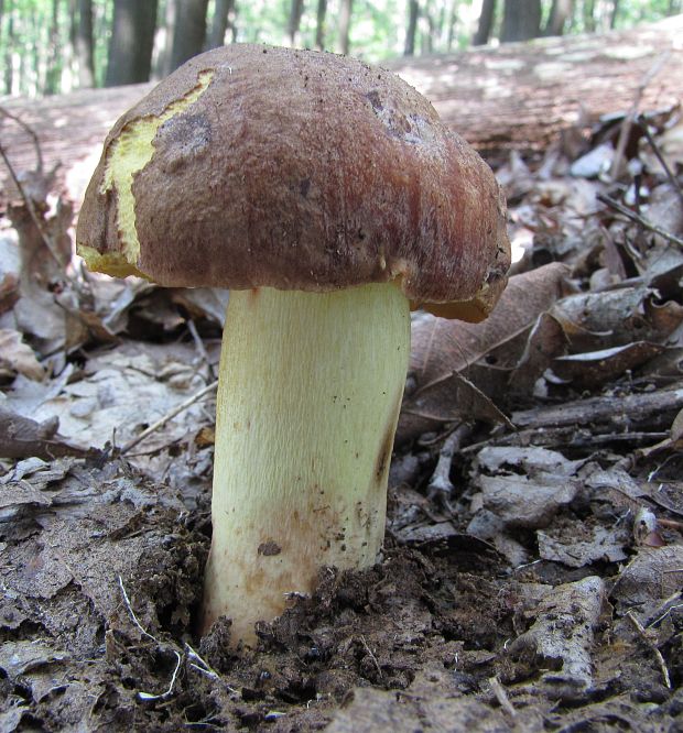 hríb príveskatý Butyriboletus appendiculatus (Schaeff. ex Fr.) Secr.