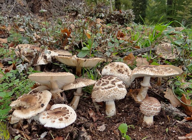 bedľa červenejúca záhradná Chlorophyllum brunneum (Farl. & Burt) Vellinga