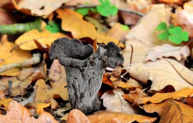 lievik trúbkovitý Craterellus cornucopioides (L.) Pers.