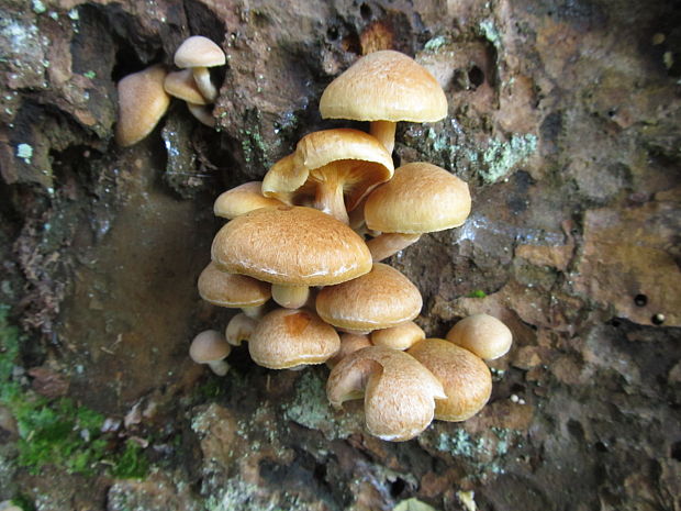 šupinovec nevoňavý Gymnopilus penetrans (Fr.) Murrill