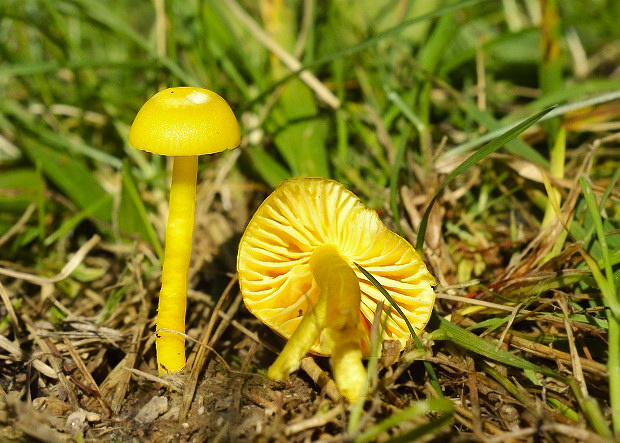 lúčnica vosková Hygrocybe ceracea (Wulfen) P. Kumm.