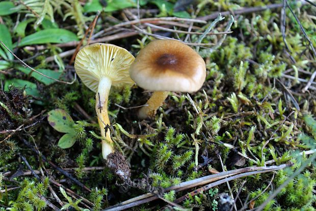 šťavnačka mrazová Hygrophorus hypothejus (Fr.) Fr.