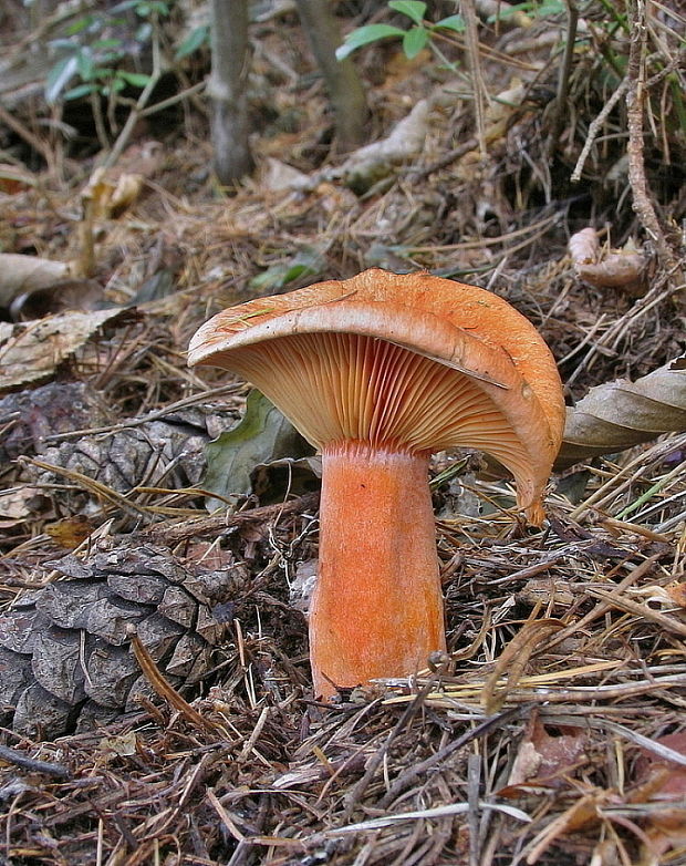 rýdzik smrekový Lactarius deterrimus Gröger