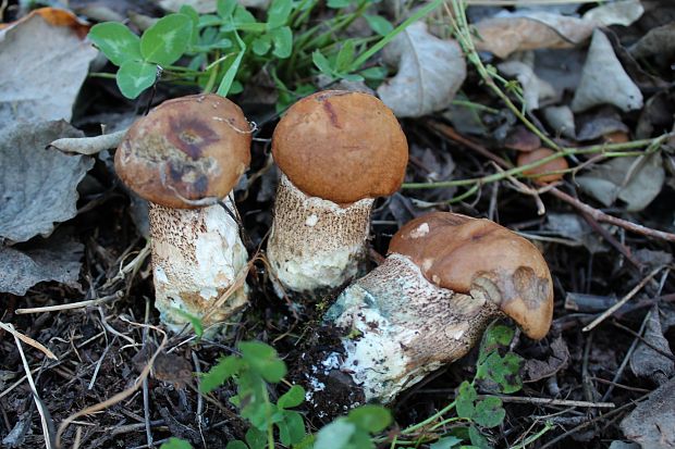 kozák Leccinum sp.